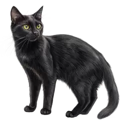 Imagen PNG para descargar